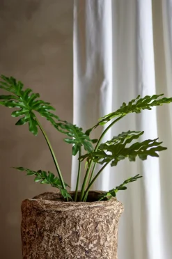 Bloomingville Philodendron Plante