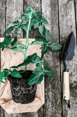 by Benson Plantespade