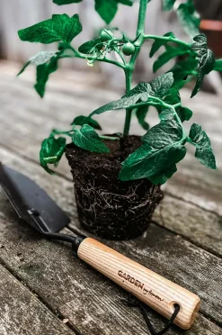 by Benson Plantespade