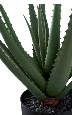House Nordic Aloe vera