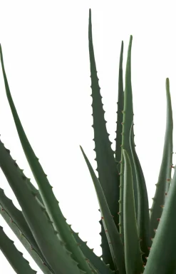House Nordic Aloe vera