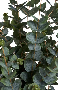 House Nordic Eukalyptustræ