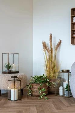 House Nordic Hoya Carnosa