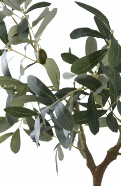 House Nordic Oliventræ