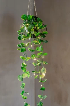 Star Trading Træ Laos 35