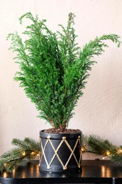 Zelected by Houze Pot Drum Grand